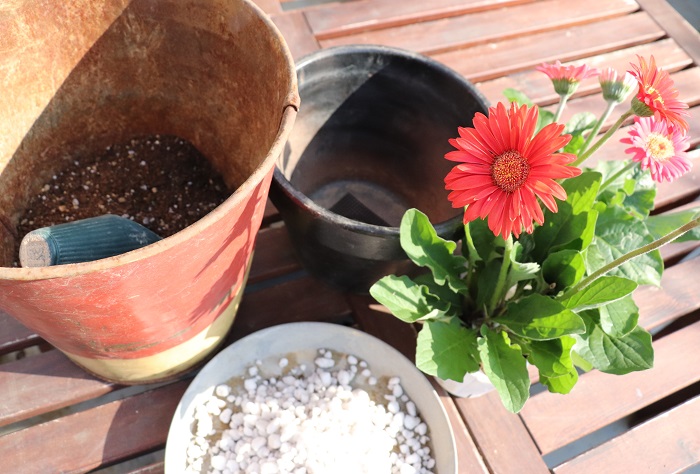 ガーデンガーベラの苗（今回は色違い2ポット） 鉢 鉢底ネット 鉢底石 草花用の培養土（肥料入り） 土入れ ハサミ