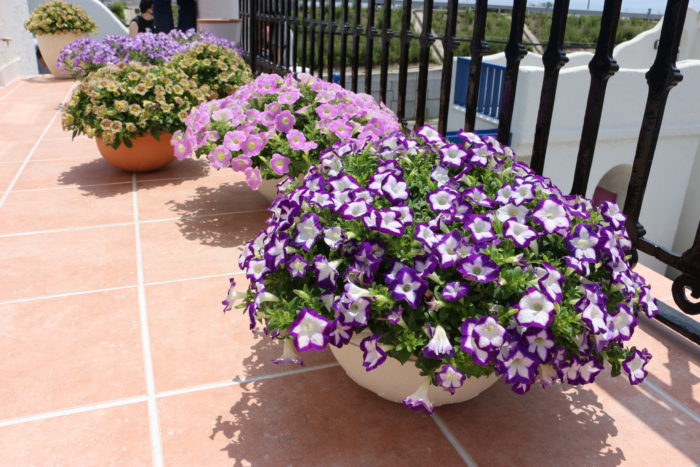 サフィニアは、サントリーフラワーズが販売するお花。発売以来30年にわたってガーデニングファンに愛されてきた、ガーデニングの代名詞ともいえるお花です。