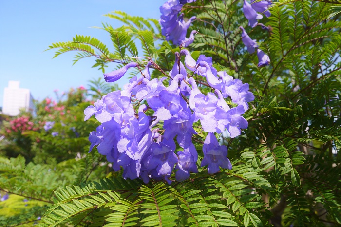ジャカランダ  学名：Jacaranda  科名：ノウゼンカズラ科キリモドキ属  カエンボク、ホウオウボクと並んで、世界三大花木のひとつとされているジャカランダの花。自生地では10mを超す高木になります。花の時期は初夏。真夏になる前のカラッとした時期に青紫色の花を霞のようにたわわに咲かせます。真っ青な夏の空に浮かぶ紫色のジャカランダの花は、紫煙のような美しさです。