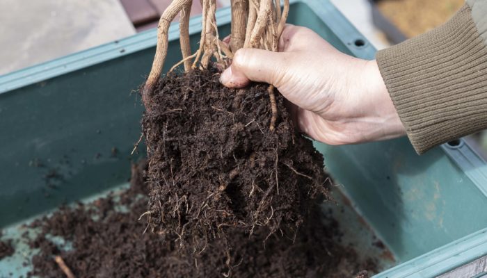 ある程度古い土が残っていて大丈夫です。根鉢が崩せたら新しい鉢に鉢底石を入れ、観葉植物用の土を入れて植え付けます。