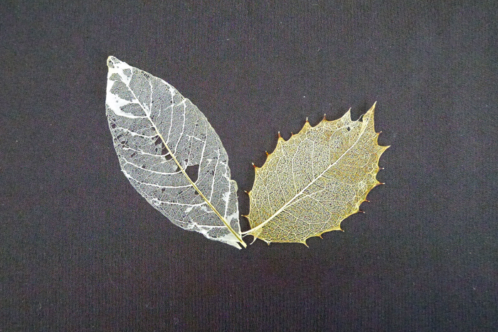 スケルトンリーフや葉脈標本と呼ばれています。葉の葉肉を取ってしまって、葉脈だけにしたものです。落ち葉の中や、水たまりで葉脈だけが剥き出しになった葉を見たことはありませんか。自然が作り上げたレースのような繊細さが魅力的なスケルトンリーフ（葉脈標本）を自分の手で作ってみましょう。