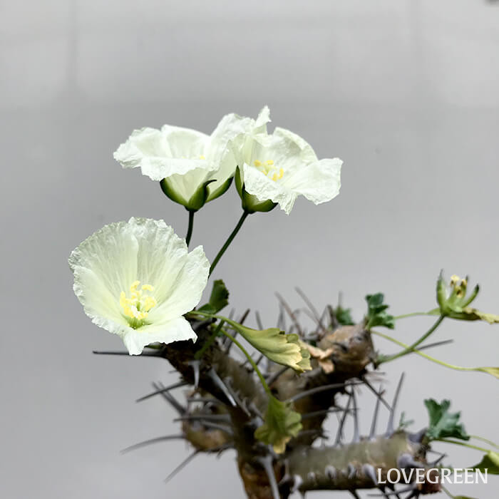 サルコカウロンの花