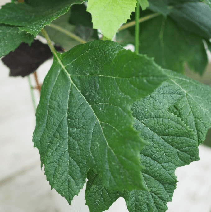 カシワバアジサイの葉