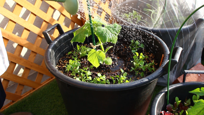 植えたばかりの苗は土に活着するまでに少し時間がかかります。その際根が乾燥してしまわないためにも、植え付けから１週間位はしっかりと水を与えます。お水の代わりに病害虫予防のためにニームを希釈したものをかけてもいいでしょう。