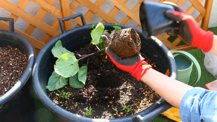 ２　苗と同じくらいの穴を開け、苗を軽く手で押さえ根鉢を崩さないように植え付けます。  根を傷つけないように植えて付けてあげましょう。