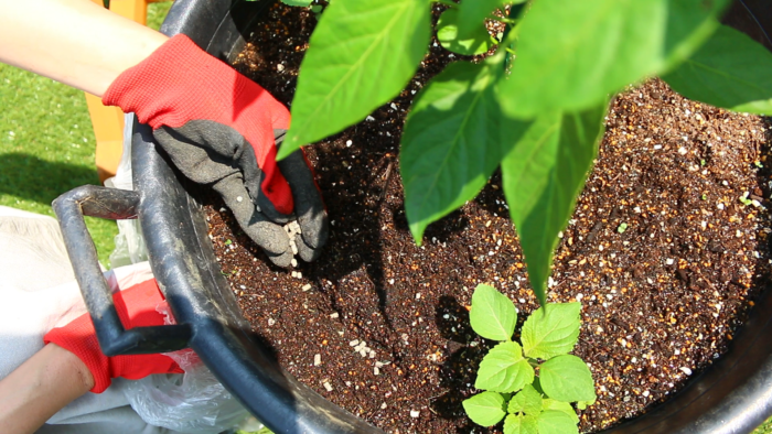 ピーマンは、肥料を好むお野菜です。植え付けて２週間後から追肥を始めましょう。その後は２週間ごとに、苗の状態を見ながら追肥をしてください。  肥料を施す位置は、葉が広がった先よりも少し先の方に施します。というのも、だいたい根の広がりというのは葉の広がりと同じくらいといわれています。そのため葉の先を目安に肥料を施します。  今回はプランターで育てているので、出来るだけ苗から離したプランターの外側に追肥をしましょう。