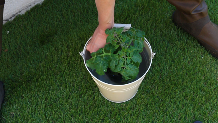 1. ミニトマトの苗に充分水分を与える。  バケツに水を用意して苗にしっかり水を吸収させてください。