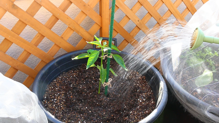 ５　最後はお水をしっかりあげます。  植えたばかりの苗は土に活着するまでに少し時間がかかります。その際根が乾燥してしまわないためにも、植え付けから１週間位はしっかりと水を与えます。お水の代わりに病害虫予防のためにニームを希釈したものをかけてもいいでしょう。